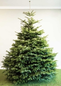 Non Drop Nordman Fir Christmas Tree